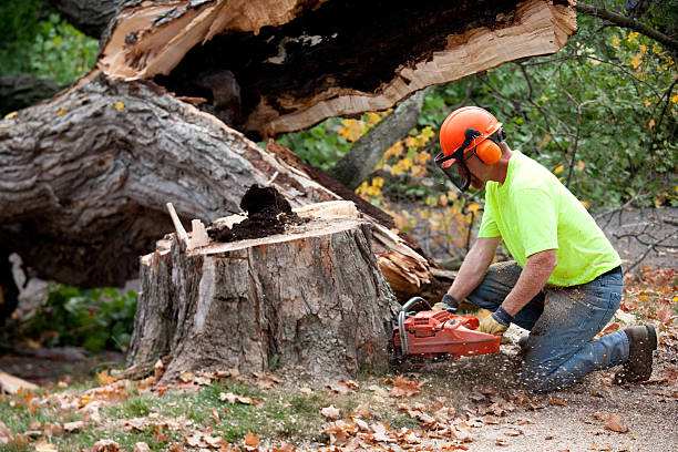 Best Tree and Shrub Care  in Exeter, PA