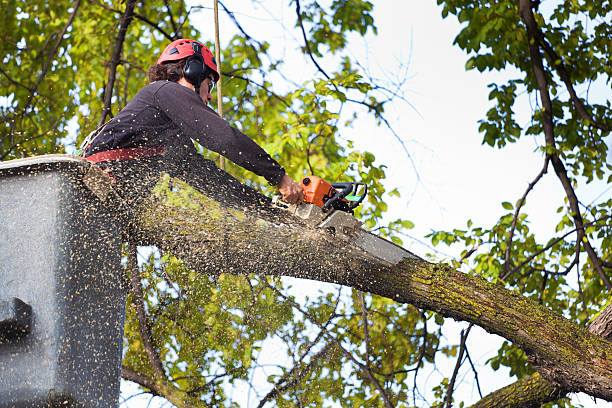 How Our Tree Care Process Works  in  Exeter, PA